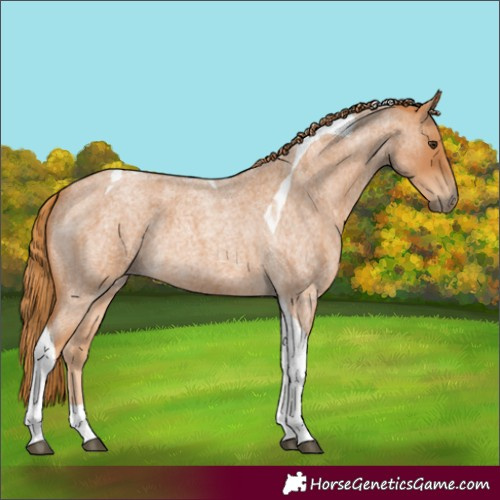 Horse Color:Red Roan Tobiano 