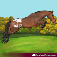 Horse Color:Bay Appaloosa