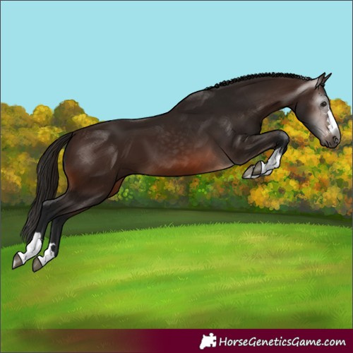 Horse Color:Gray Bay Appaloosa