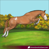 Horse Color:Chestnut Appaloosa 
