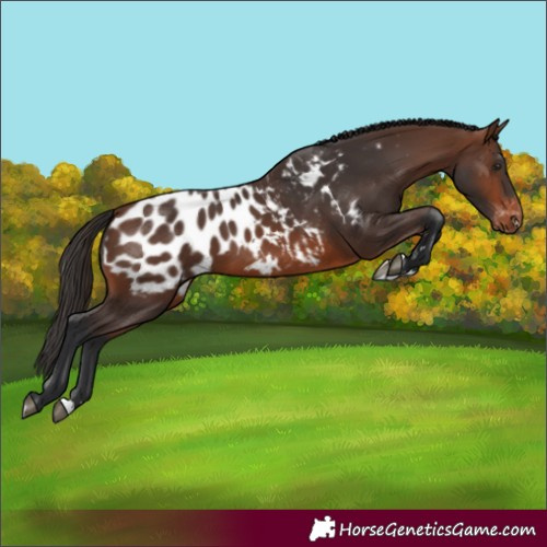 Horse Color:Brown Appaloosa
