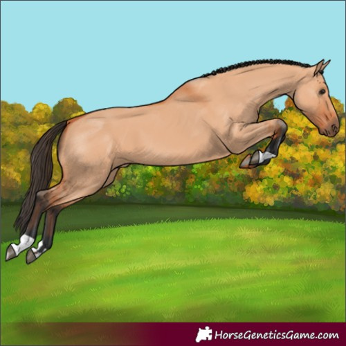 Horse Color:Bay Dun