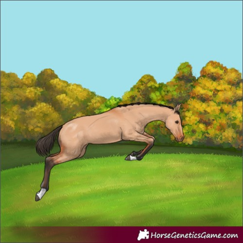 Horse Color:Bay Dun