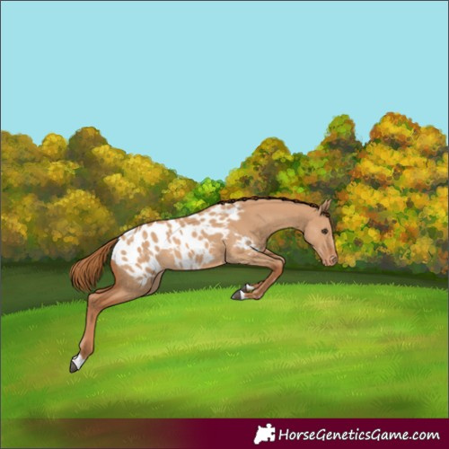 Horse Color:Red Dun Appaloosa