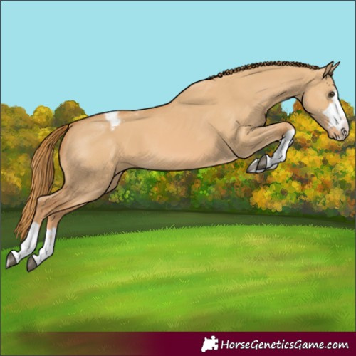 Horse Color:Red Dun Appaloosa 