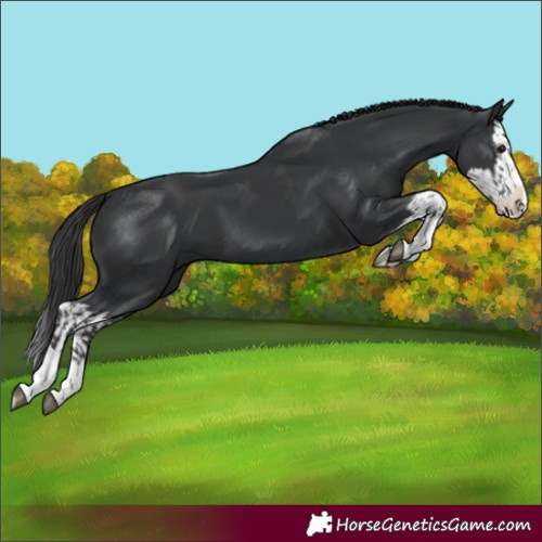 Horse Color:Black and Black Splash