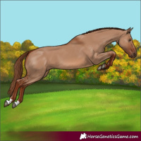 Horse Color:Red Dun 