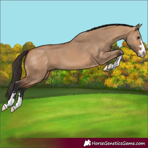 Horse Color:Bay Dun