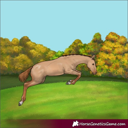 Horse Color:Red Dun 
