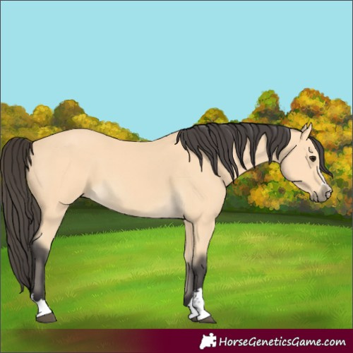 Horse Color:Buckskin