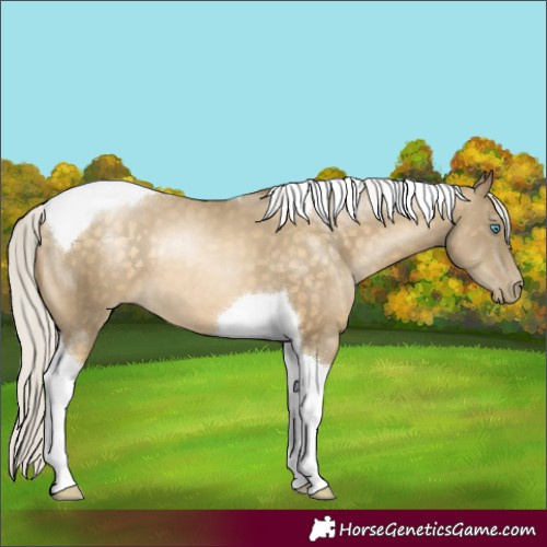 Horse Color:Silver Buckskin Pearl Tobiano 