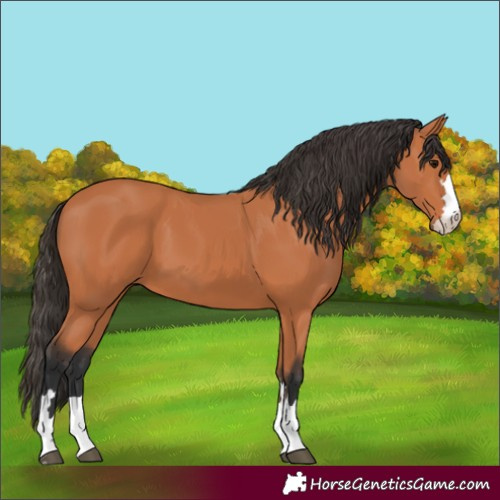 Horse Color:Bay 