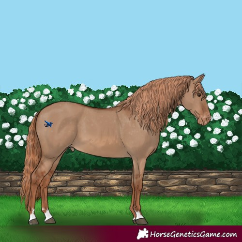 Horse Color:Red Dun Varnish 
