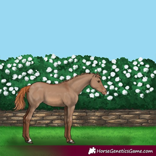 Horse Color:Red Dun Appaloosa 