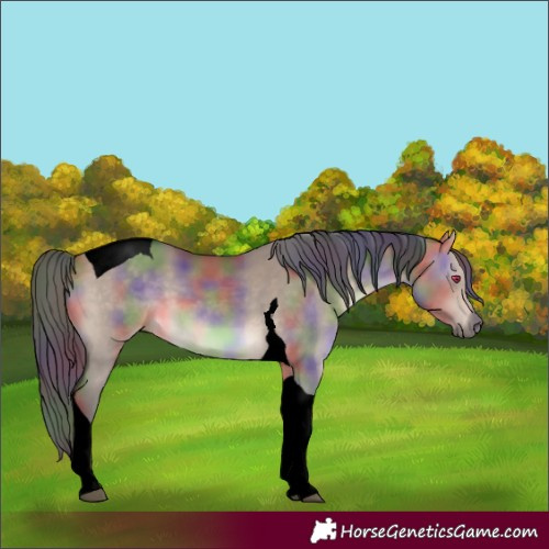 Horse Color:Void Nacre Bay Dun Tobiano 