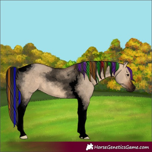 Horse Color:Void Painted Bay Dun Tobiano