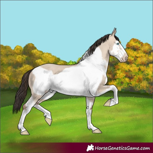 Horse Color:Sable Champagne Dun Sabino Frame 