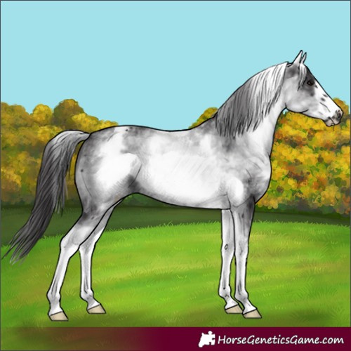 Horse Color:White Spotted Smoky Black Frame 