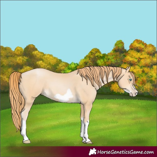 Horse Color:Buckskin Pearl Splash Frame 