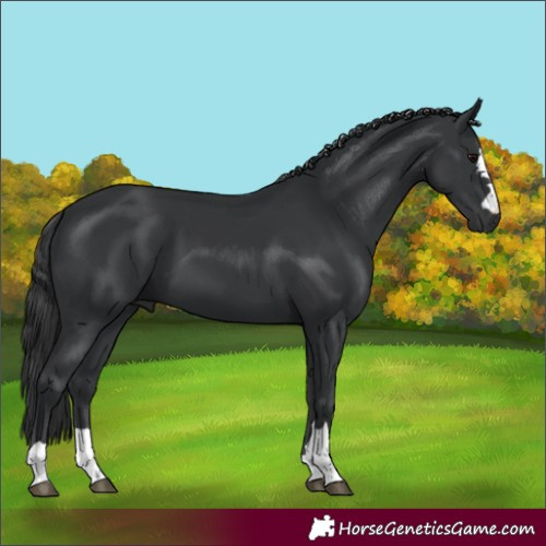 Horse Color:Black Rabicano