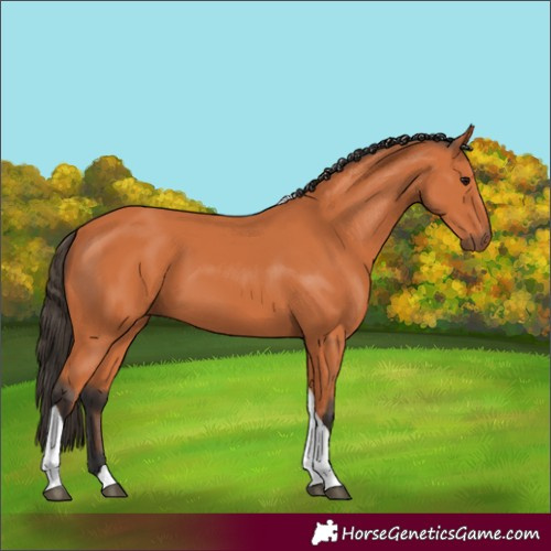 Horse Color:Bay Tobiano 