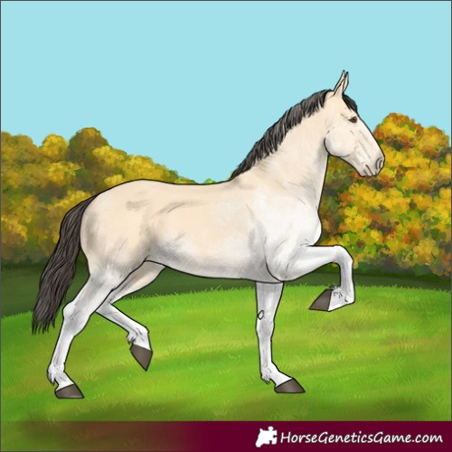 Horse Color:White Spotted Buckskin Dun