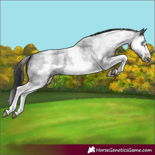Horse Color:White Spotted Blue Roan Splash Frame Varnish