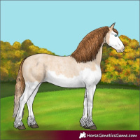 Horse Color:Red Dun Roan Splash Frame Rabicano