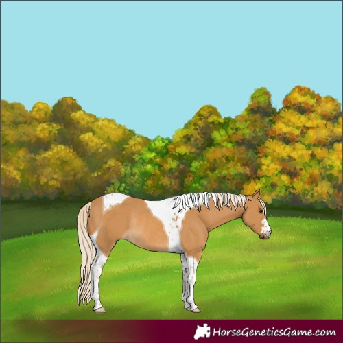 Horse Color:Palomino Tobiano Rabicano