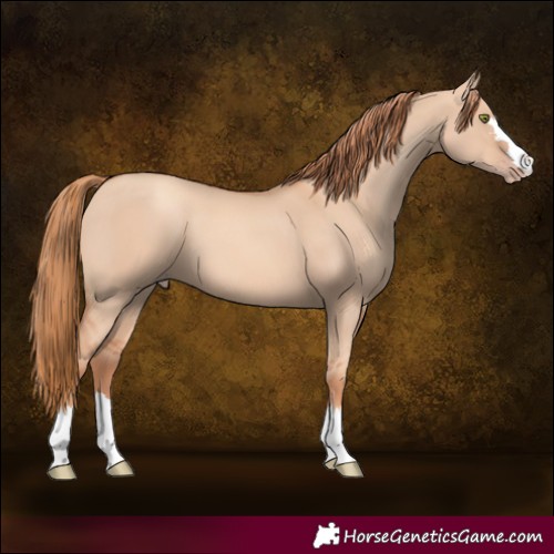 Horse Color:Gold Champagne Dun 