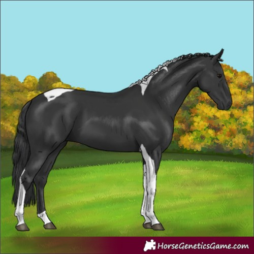 Horse Color:Unknown 
