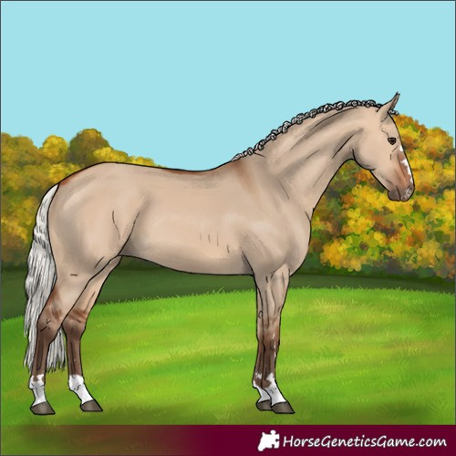 Horse Color:Silver Bay Dun