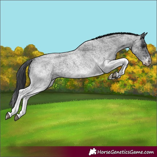 Horse Color:White Spotted Blue Roan