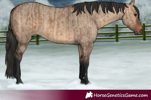 Horse Color:Brown Dun and Bay Dun
