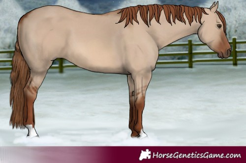 Horse Color:Red Dun 