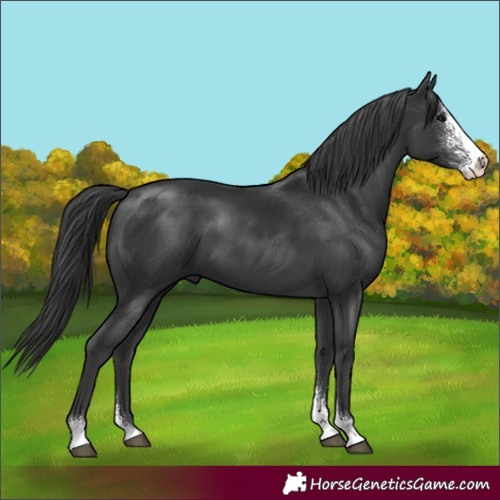 Horse Color:Black Sabino 