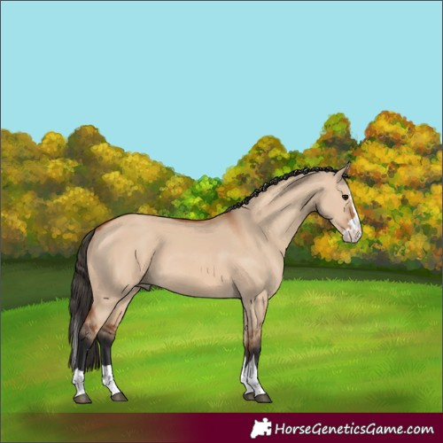 Horse Color:Bay Dun Splash 