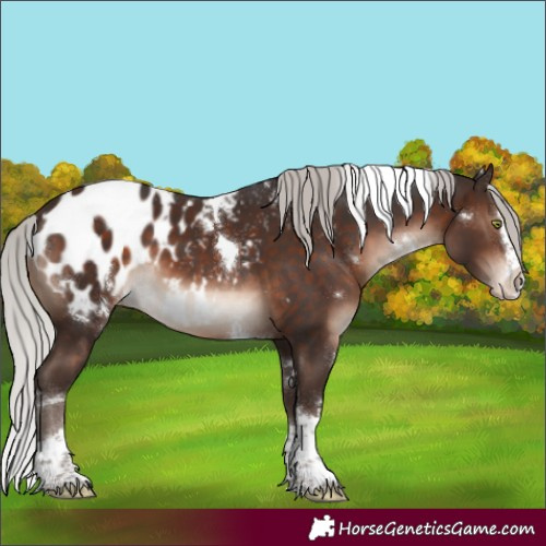 Horse Color:White Spotted Silver Brown Mushroom Splash Tobiano Blanket 