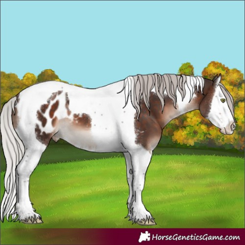 Horse Color:Silver Brown Mushroom Splash Tobiano Appaloosa