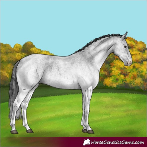 Horse Color:White Spotted Blue Roan