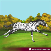 Horse Color:Black Splash Appaloosa 