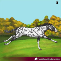 Horse Color:Black Splash Near Leopard 