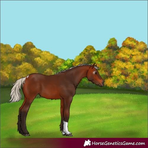 Horse Color:Gray Silver Bay Tobiano Rabicano 