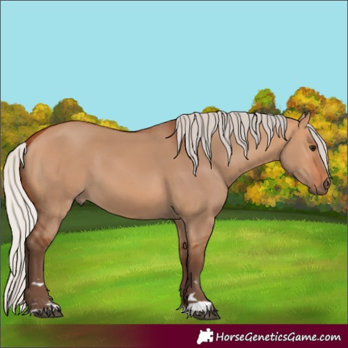 Horse Color:Silver Bay Dun 