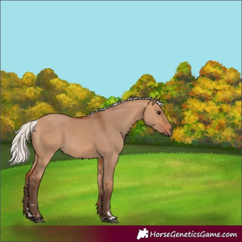 Horse Color:Silver Bay Dun 