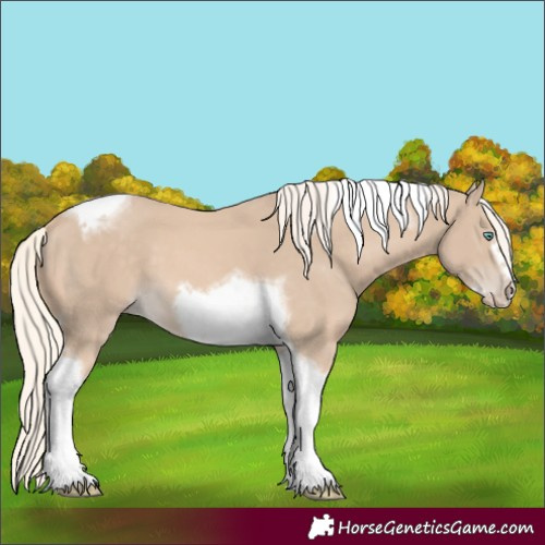 Horse Color:Cremello Tobiano Frame