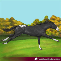 Horse Color:Black Splash Appaloosa 