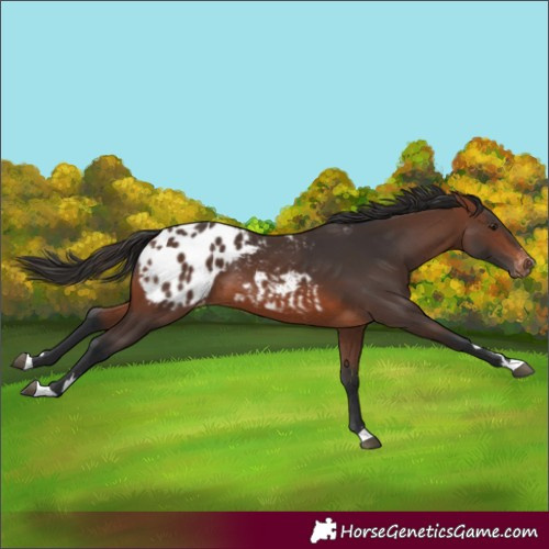 Horse Color:Brown Appaloosa 