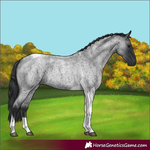 Horse Color:Blue Roan Tobiano