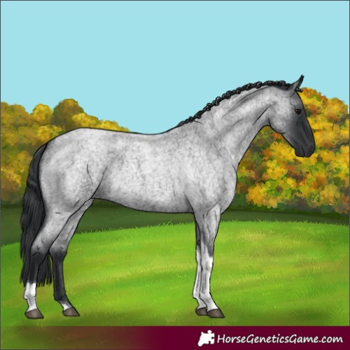 Horse Color:Unknown 